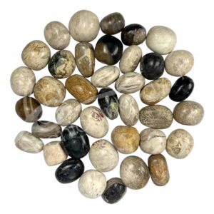 Palm Root Fossil Tumbled Stones