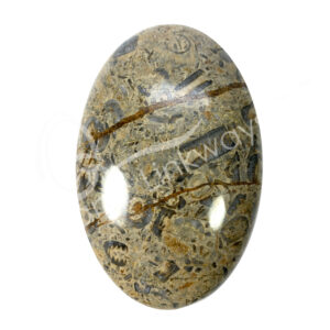 Fossil Coral Palm Stone
