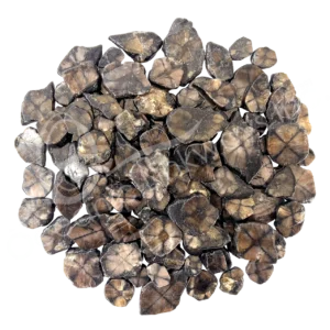Chiastolite Slice (9-10 mm thick)
