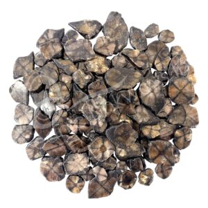 Chiastolite Slice (9-10 mm thick)