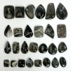 Fossil Coral Cabochons Mixed Shapes and Sizes