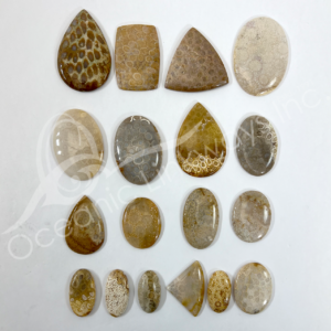 Fossil Coral Cabochons Mixed Shapes and Sizes