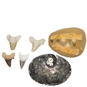 Fossils