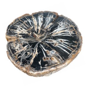 Petrified Wood Specimen