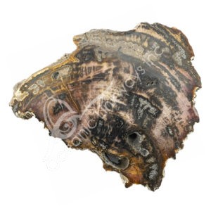 Petrified Wood Slice