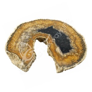 Palm Root Fossil Slice