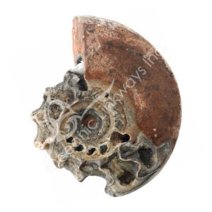 Ammonite Fossil