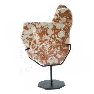 Ammonite Slice with a Metal Stand