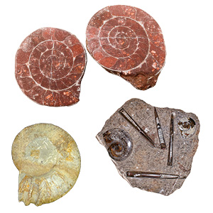 Ammonite