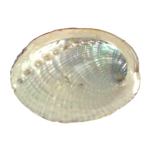 Mini Abalone Shell
