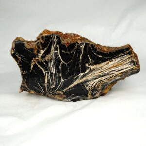 Petrified Wood Specimen