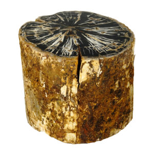 Petrified Wood Specimen