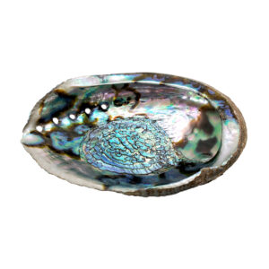 Abalone Shell