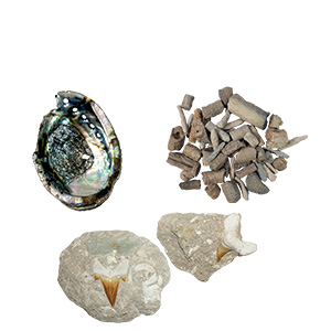 Fossils & Shells - Clearance