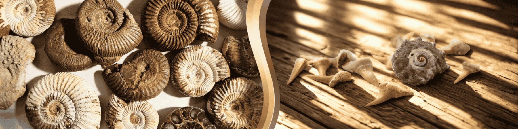 Ammonite fossils on the left; shark teeth and a shell arranged on a wooden table on the right.