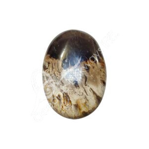 Polished Fossil Palm Root Palm Stone