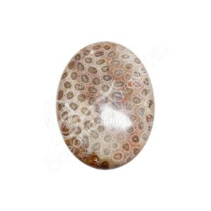 Polished Fossil Coral Palm Stone
