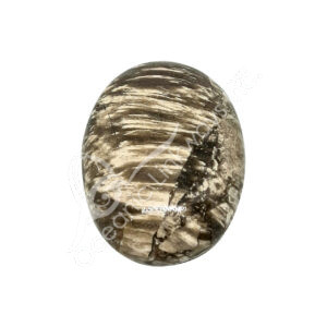 Polished Petrified Wood Palm Stone
