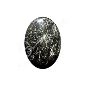 Crinoids Fossil Palm Stone