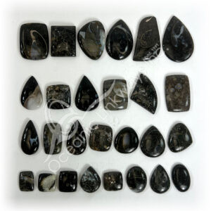Fossil Coral Cabochons Mixed Shapes and Sizes